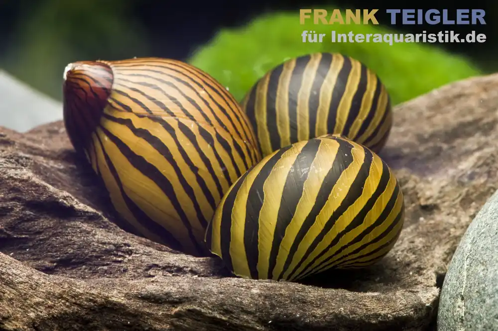 Zebra-Rennschnecke, Neritina natalensis Bestseller