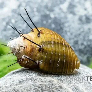 Direktkauf Haarige Turmdeckelschnecke, Thiara cancellata