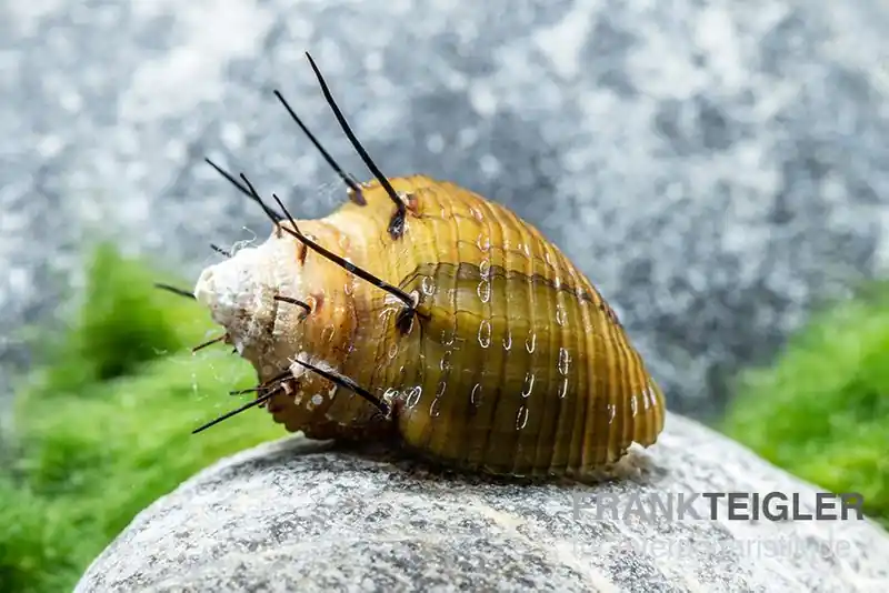 Direktkauf Haarige Turmdeckelschnecke, Thiara cancellata