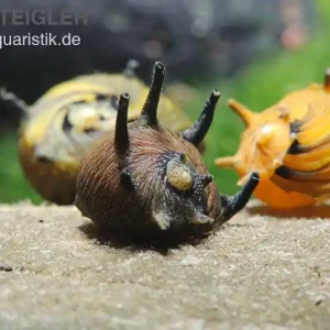 Geprüft Sun-Snail, Kronenschnecke, Clithon subgranosus