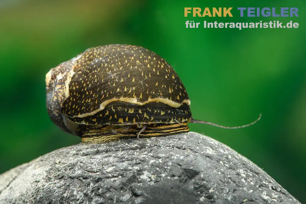 Green Tiger Rennschnecke, Neritina sp. Begrenztes Angebot
