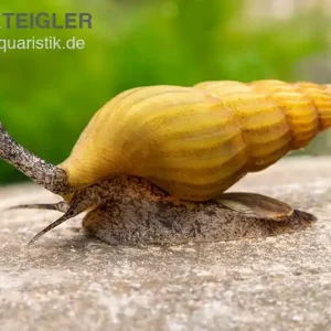 Nur Für Kurze Zeit Goldene Raubturmdeckelschnecke, Anentome helena