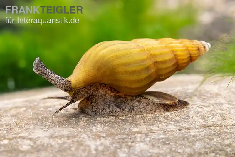 Nur Für Kurze Zeit Goldene Raubturmdeckelschnecke, Anentome helena