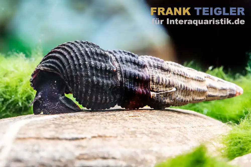 Bestseller Schwarze Perlhuhnschnecke, Tylomelania patriarchalis