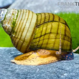 Tigerturmdeckelschnecke, Cipangopaludina leucythoides Bestpreis