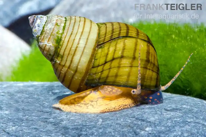 Tigerturmdeckelschnecke, Cipangopaludina leucythoides Bestpreis