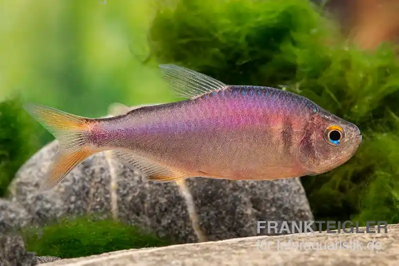 Direkt Vom Hersteller Brombeersalmler, Hyphessobrycon wadai