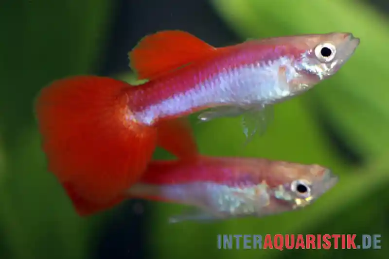 Aktuell Guppy Rainbow Metallic, Poecilia reticulata, paarweise