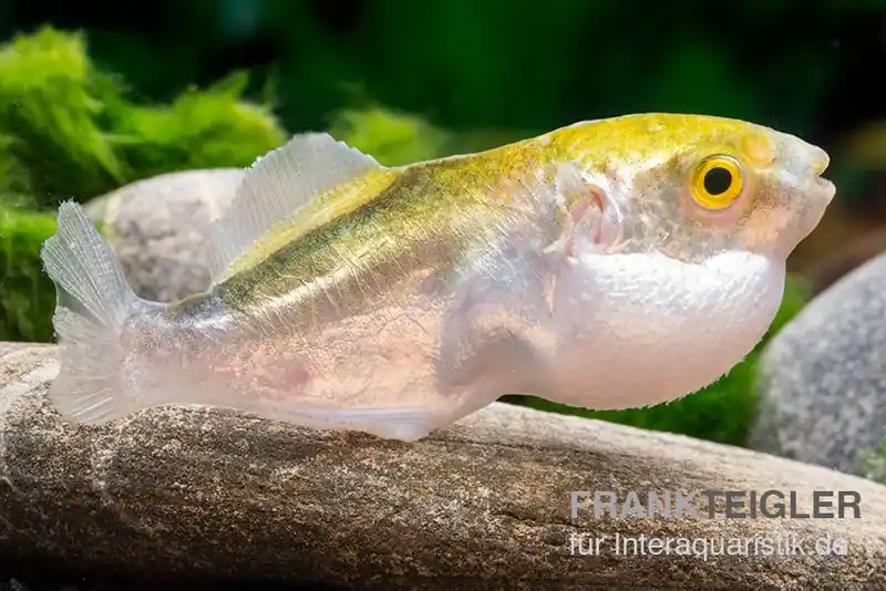 Direkt Vom Hersteller Goldener Kugelfisch, Chonerhinus modestus