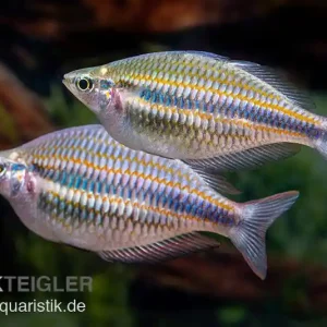 Goydor-River-Regenbogenfisch, Melanotaenia trifasciata "Goydor River", 4-6 cm DNZ Rabatt