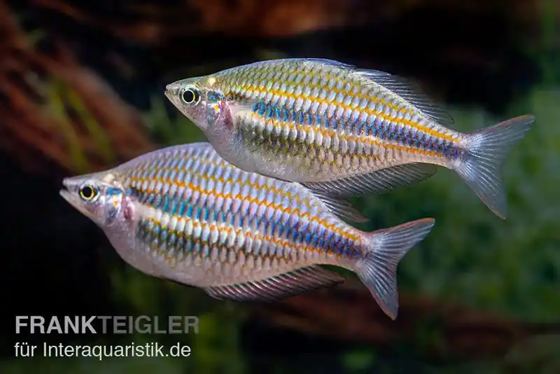 Goydor-River-Regenbogenfisch, Melanotaenia trifasciata "Goydor River", 4-6 cm DNZ Rabatt