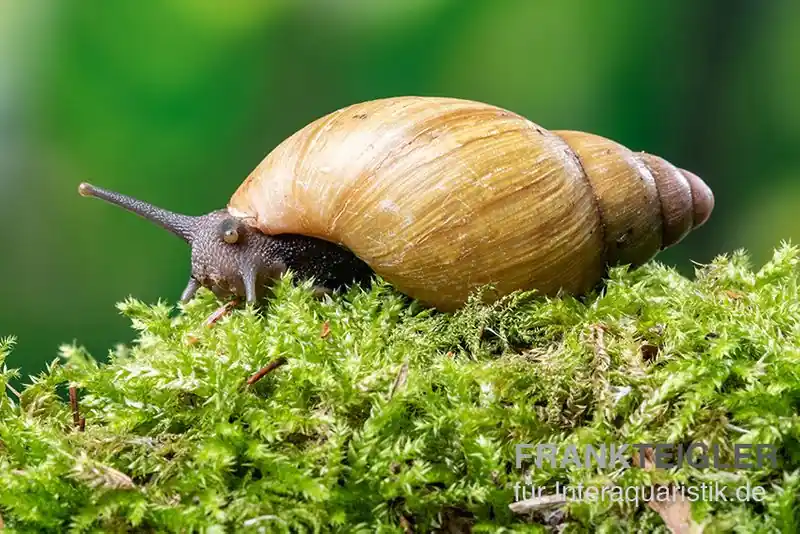 Zwerg-Achatschnecke, Archachatina papyracea Top-Angebot