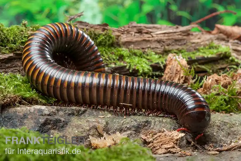 Gelbgebänderter Riesentausendfüßer, Pelmatojulus ligulatus Garantierte Lieferung