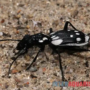 Ägyptischer Raubkäfer, Anthia sexmaculata Preisknaller