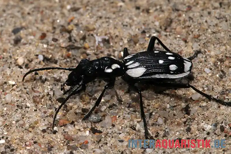 Ägyptischer Raubkäfer, Anthia sexmaculata Preisknaller