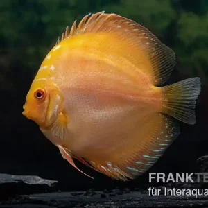 Neuheit Diskusfisch ASIA-NZ, Symphysodon discus Gold pigeon snake