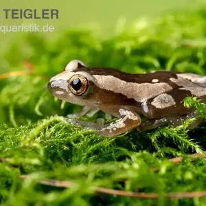 Finale Aktion Brauner Bananenfrosch, Afrixalus dorsalis