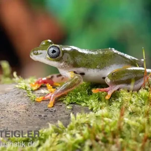 Afrikanischer Riedfrosch, Hyperolius concolor Jetzt Bestellen