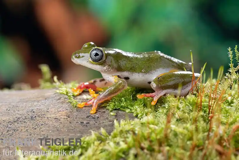 Afrikanischer Riedfrosch, Hyperolius concolor Jetzt Bestellen