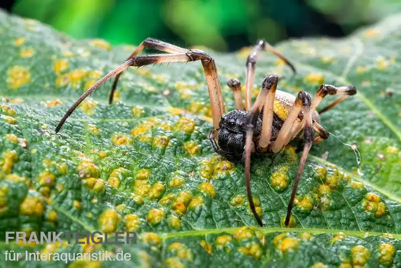Aktuell Togo-Wespenspinne, Argiope sp. Togo
