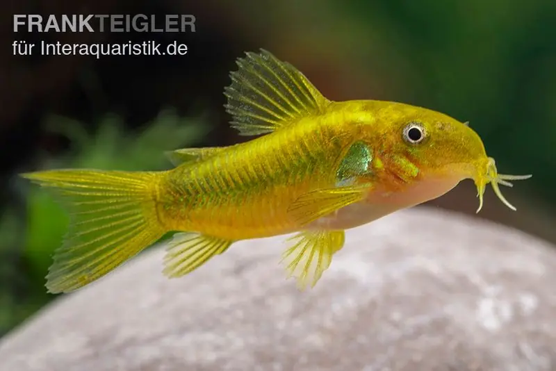 Grüngestreifter Panzerwels, Corydoras venazuelanus "Green stripe" CW09 Saisonangebot