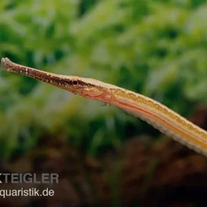 Heterosoma-Süßwassernadel, Doryichthys heterosoma (Long Mouth Pipefish) Bestseller