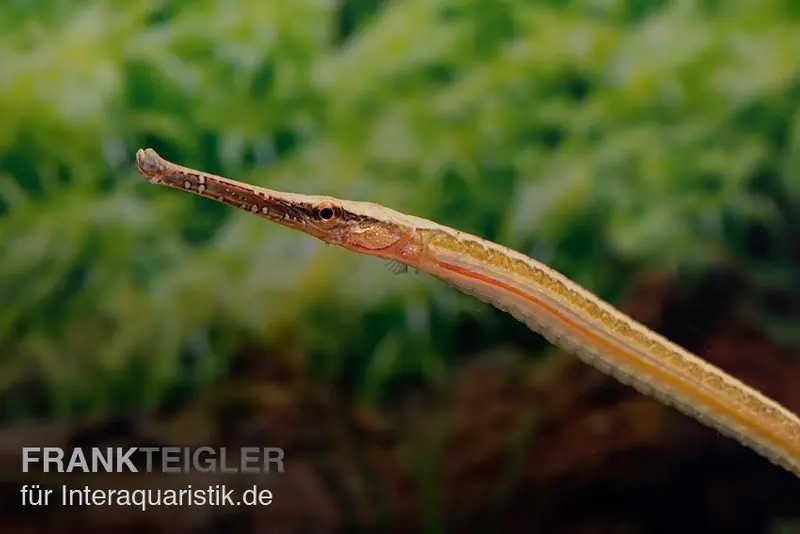 Heterosoma-Süßwassernadel, Doryichthys heterosoma (Long Mouth Pipefish) Bestseller