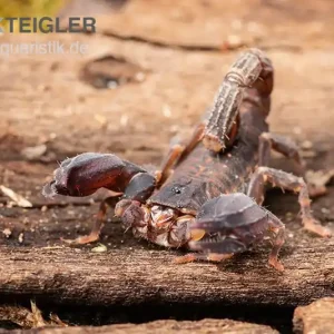 Zertifiziert Thailand Zwergskorpion, Chaerilus sp. Thailand