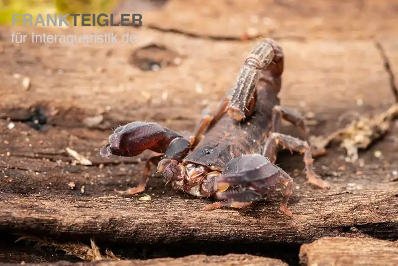 Zertifiziert Thailand Zwergskorpion, Chaerilus sp. Thailand