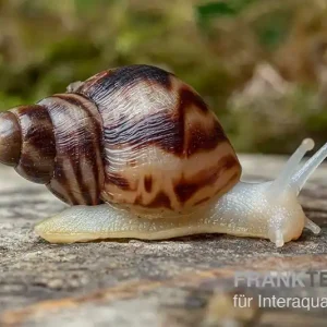 Afrikanische Albino-Riesenschnecke, Achatina reticulata "albino", DNZ Sofort Bestellen
