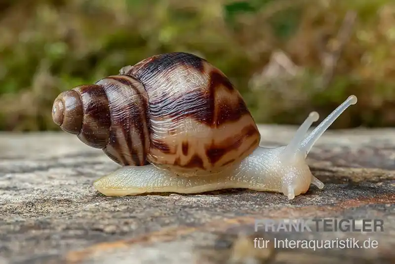 Afrikanische Albino-Riesenschnecke, Achatina reticulata "albino", DNZ Sofort Bestellen