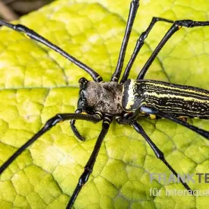 Riesenradnetzspinne, Nephila maculata Jetzt Bestellen