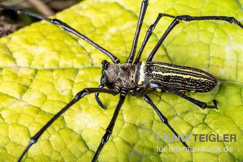 Riesenradnetzspinne, Nephila maculata Jetzt Bestellen