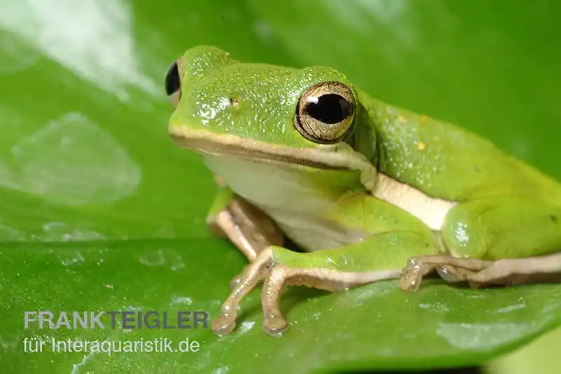 Amerikanischer Laubfrosch, Hyla cinerea Sonderangebot