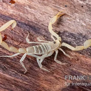 Aktuell Arizona Bark Scorpion, Centruroides sculpturatus