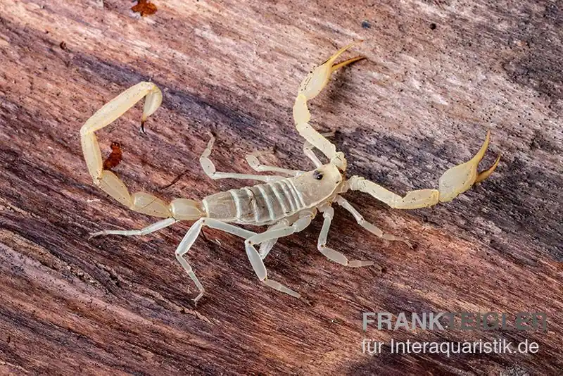 Aktuell Arizona Bark Scorpion, Centruroides sculpturatus