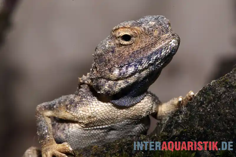 Heißes Angebot Blasse Wüstenagame, Trapelus pallidus