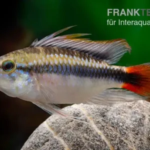 Apistogramma Rio Marmore, Apistogramma erythrura Jetzt Bestellen