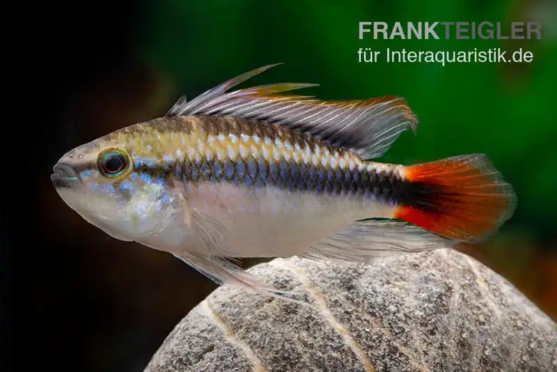 Apistogramma Rio Marmore, Apistogramma erythrura Jetzt Bestellen
