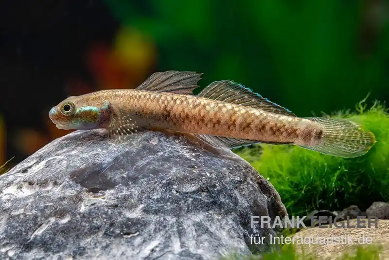 Finale Aktion Atratus-Grundel, Stiphodon atratus, 1 Paar