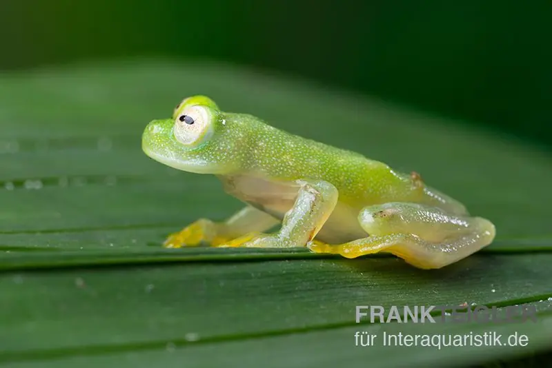 Fleischmann's Glasfrosch, Hyalinobatrachium fleischmanni Markenware