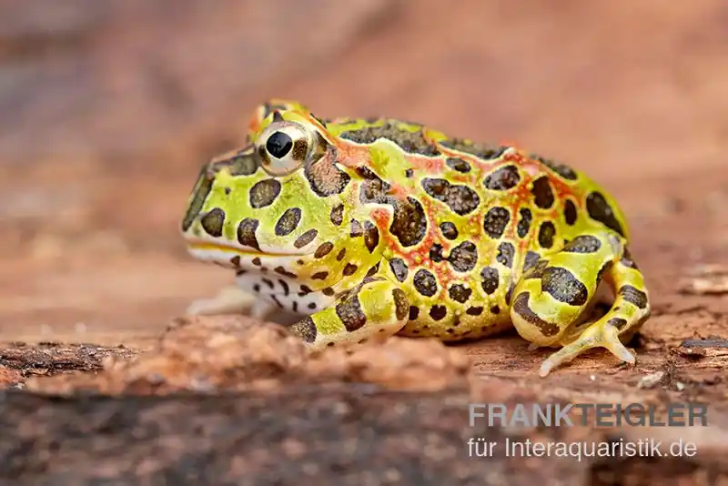 Neue Kollektion Argentinischer Schmuckhornfrosch (grün), Ceratophrys ornata