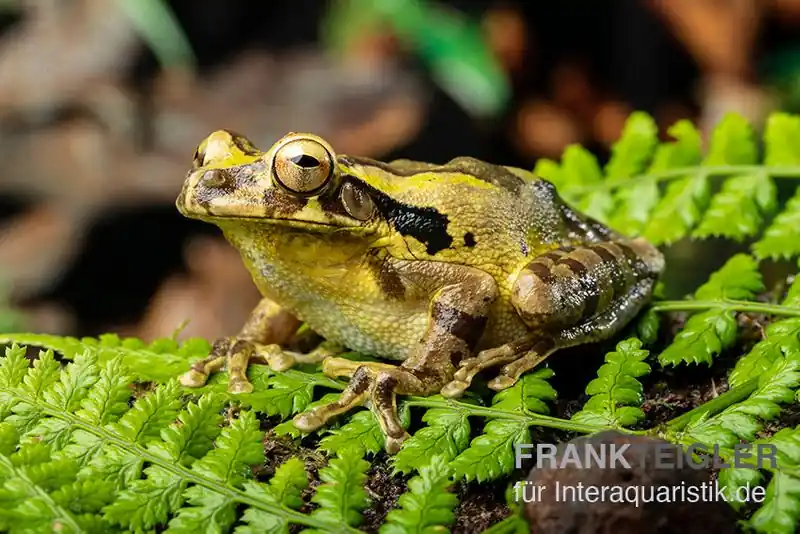 Costa Rica-Maskenlaubfrosch, Smilisca phaeota Online Kaufen