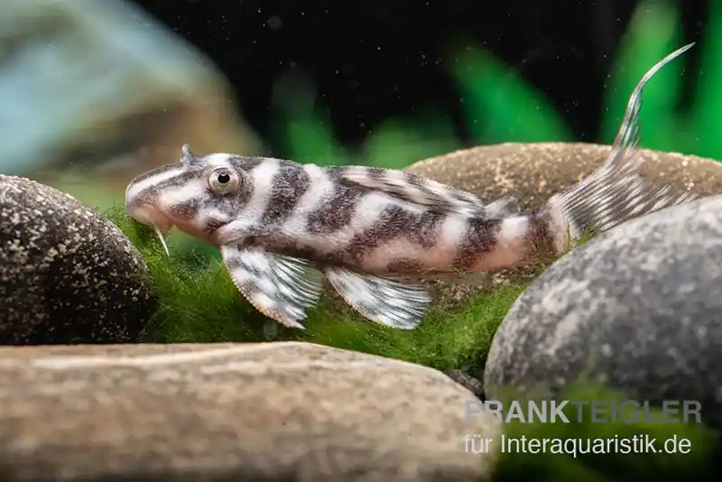 Top-Angebot Harnischwels L 450, Hypancistrus sp. "Santarem"