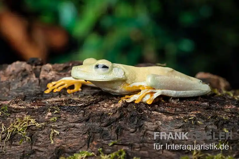Rabatt Gestreifter Laubfrosch, Hyla crepitans