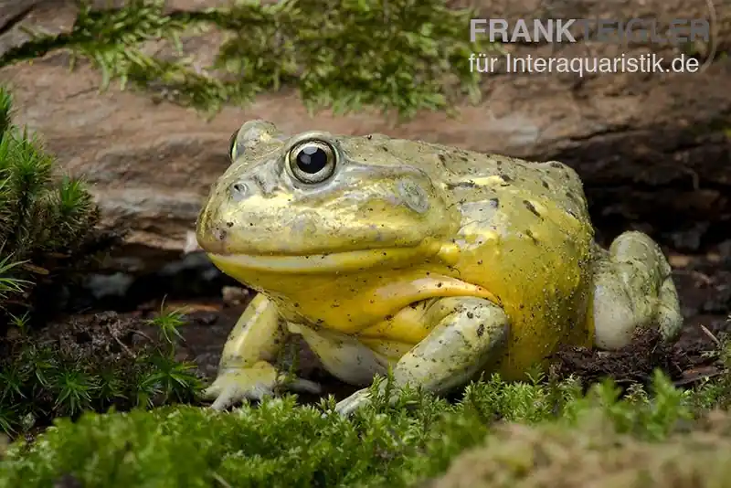 Wochenendangebot Afrikanischer Ochsenfrosch, Pyxicephalus adspersus