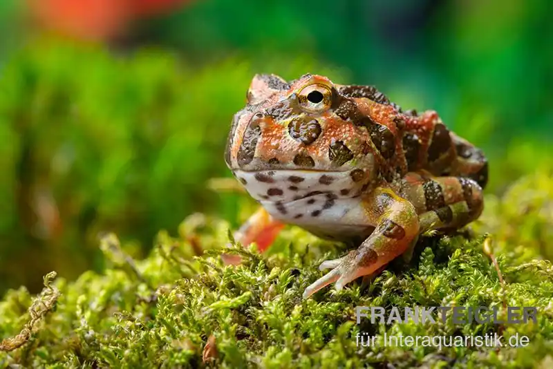 Butterfly Ornated-Pacman-Frog, Ceratophrys ornata Butterfly ornated Must-Have