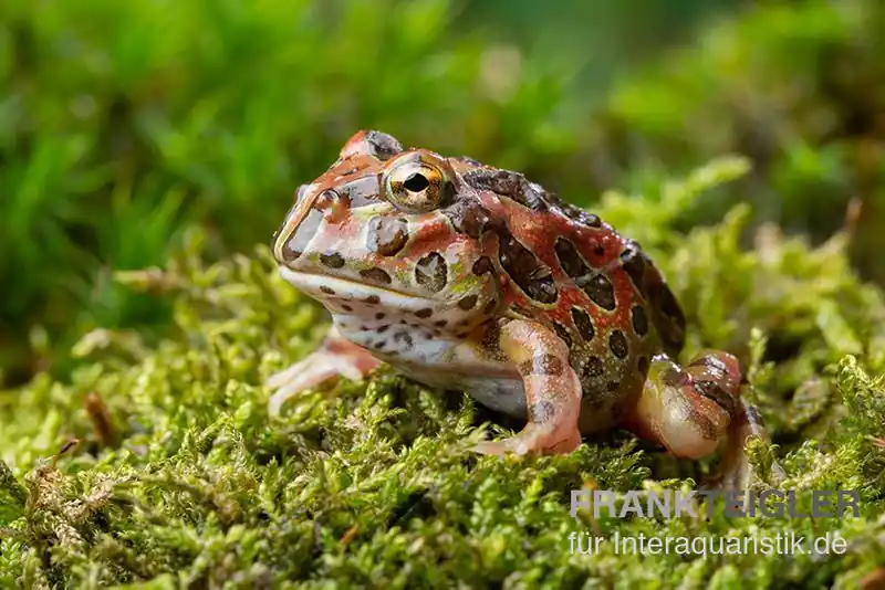 High Red Ornated-Pacman-Frog, Ceratophrys cranwelli High Red ornated Meistverkauft