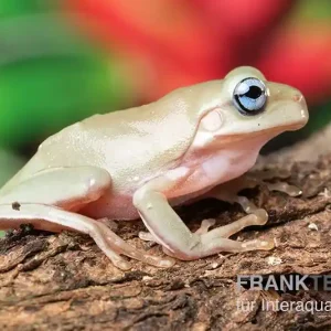 Abverkauf Korallenfinger-Laubfrosch "Blue Eye", Litoria caerulea