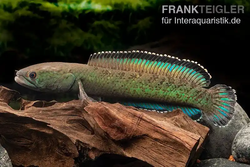 Angebot Emerald Green Schlangenkopf, Channa cf. pomanensis „Emerald Green“